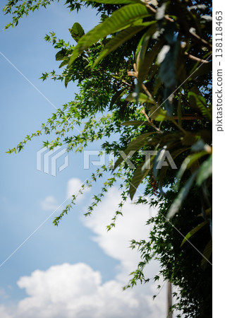 Summer blue sky and white clouds Summer blue sky and white clouds 138118463