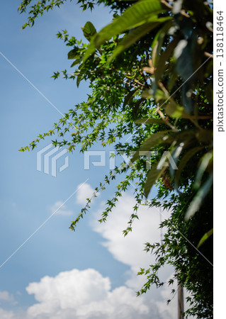 Summer blue sky and white clouds Summer blue sky and white clouds 138118464