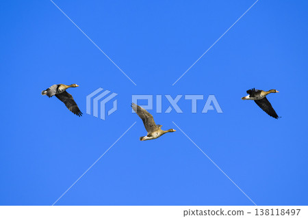 Flight of Magan Flight of Magan 138118497