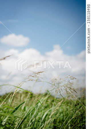 青草在藍天的襯托下生長 青草在藍天的襯托下生長 138118498