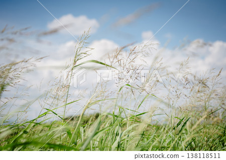 grass growing against the blue sky grass growing against the blue sky 138118511