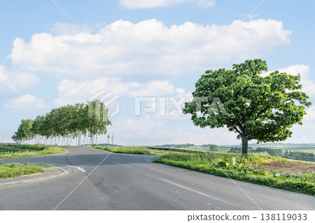 Biei Town, Hokkaido: Summer in Hokkaido - The Seven Star Tree and the birch tree-lined street before it was cut down. Biei Town, Hokkaido: Summer in Hokkaido - The Seven Star Tree and the birch tree-lined street before it was cut down. 138119033