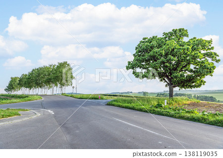 Biei Town, Hokkaido: Summer in Hokkaido - The Seven Star Tree and the birch tree-lined street before it was cut down. Biei Town, Hokkaido: Summer in Hokkaido - The Seven Star Tree and the birch tree-lined street before it was cut down. 138119035