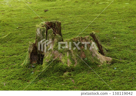 Mossy stump Mossy stump 138119042