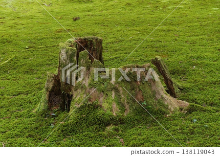 stump with moss stump with moss 138119043