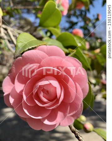Close-up of a single pink camellia flower in full bloom (Okazaki Castle Park, Okazaki City, Aichi Prefecture) Close-up of a single pink camellia flower in full bloom (Okazaki Castle Park, Okazaki City, Aichi Prefecture) 138119045