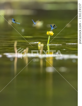 Blue damselfly resting on yellow water lily in pond Blue damselfly resting on yellow water lily in pond 138119137