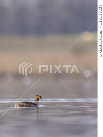 Great crested grebe swimming in Water, Razice, Czechia 138119223
