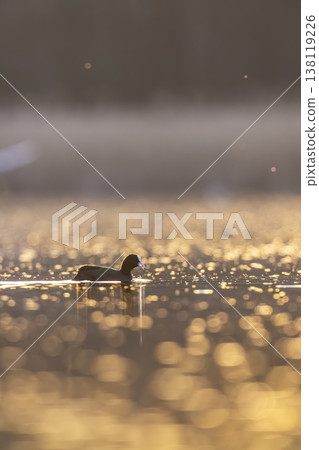 Eurasian coot swimming on tranquil Razice pond at sunrise 138119226