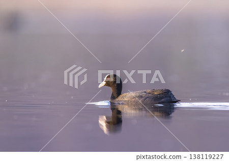 Eurasian coot swimming on calm water at Razice 138119227