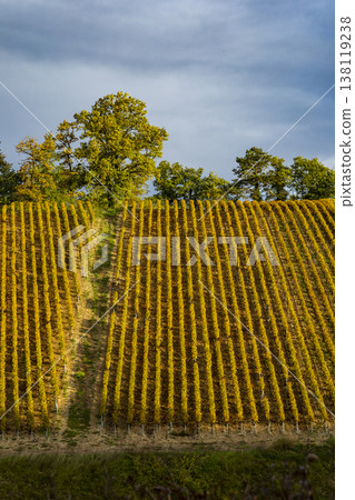 Autumn vineyard rows in Chichee, Bourgogne Franche Comte, France Autumn vineyard rows in Chichee, Bourgogne Franche Comte, France 138119238