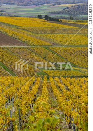 Chablis vineyards displaying golden autumn colors in Fleys Chablis vineyards displaying golden autumn colors in Fleys 138119239