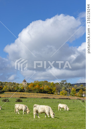 Charolais cows grazing in pasture with village church tower Charolais cows grazing in pasture with village church tower 138119244