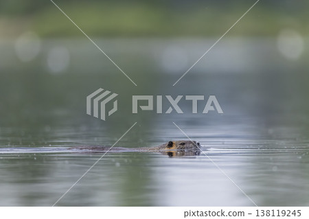 Nutria swimming through calm water in Razice, Czechia Nutria swimming through calm water in Razice, Czechia 138119245