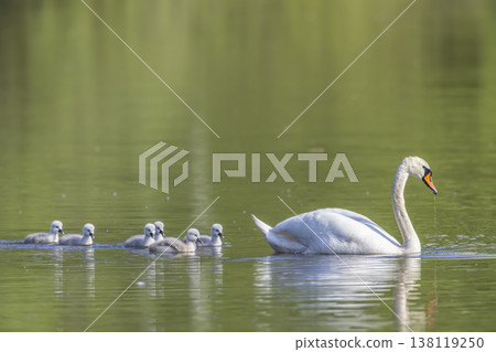 Mute swan mother leading cygnets swimming in green water Mute swan mother leading cygnets swimming in green water 138119250