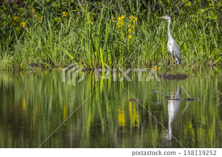 Grey heron standing by tranquil pond reflecting nature Grey heron standing by tranquil pond reflecting nature 138119252