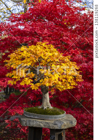 Yellow bonsai tree highlighting autumn colors in Prague 138119268