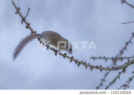 Edible dormouse climbing on larch branch in winter Edible dormouse climbing on larch branch in winter 138119269