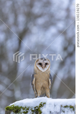 Barn owl standing on snow in winter forest Barn owl standing on snow in winter forest 138119270