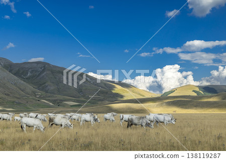 Chianina cattle grazing in Castelluccio di Norcia plain 138119287