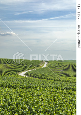 Winding road traversing green vineyards in Vallee de la Marne, France Winding road traversing green vineyards in Vallee de la Marne, France 138119315