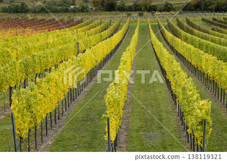 Vineyard rows showing autumn grape leaves in Lower Austria Vineyard rows showing autumn grape leaves in Lower Austria 138119321