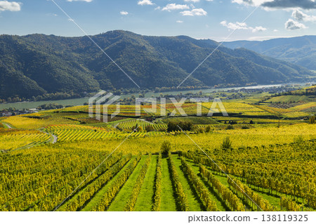 Wachau valley vineyards displaying autumn colors along Danube river Wachau valley vineyards displaying autumn colors along Danube river 138119325