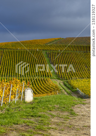 Champagne vineyard rows reaching horizon in Dizy, France Champagne vineyard rows reaching horizon in Dizy, France 138119327