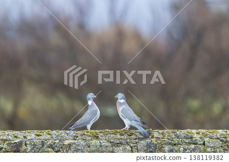 Two wood pigeons communicating on mossy stone wall in Gatteville le Phare, Normandy Two wood pigeons communicating on mossy stone wall in Gatteville le Phare, Normandy 138119382