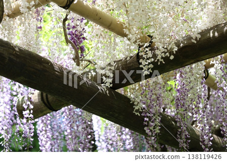 A landscape with wisteria's flowers A landscape with wisteria's flowers 138119426