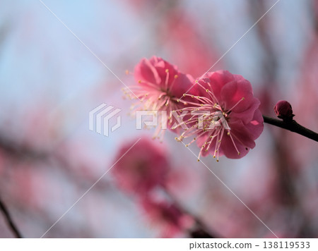 美麗的紅梅花“日之塚”在陽光明媚的三月盛開。 美麗的紅梅花“日之塚”在陽光明媚的三月盛開。 138119533