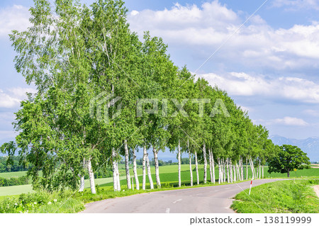 Biei Town, Hokkaido: Summer in Hokkaido - Birch trees and the Seven Star Tree before they were cut down. 138119999