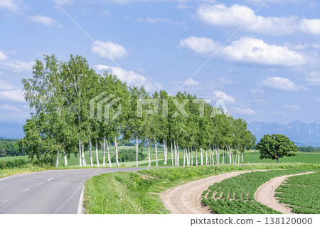Biei Town, Hokkaido: Summer in Hokkaido - Birch trees and the Seven Star Tree before they were cut down. 138120000
