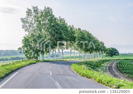 Biei Town, Hokkaido: Summer in Hokkaido - Birch trees and the Seven Star Tree before they were cut down. 138120003
