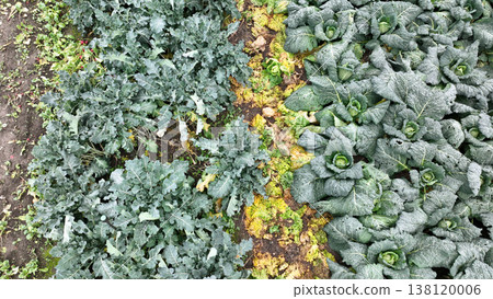 Farm field bio savoy cabbage and kale Brassica oleracea Milan or Lombard organic winter king vegetable healthy delicious nutritious planted by farmers in garden field farm farming during autumn season Farm field bio savoy cabbage and kale Brassica oleracea Milan or Lombard organic winter king vegetable healthy delicious nutritious planted by farmers in garden field farm farming during autumn season 138120006