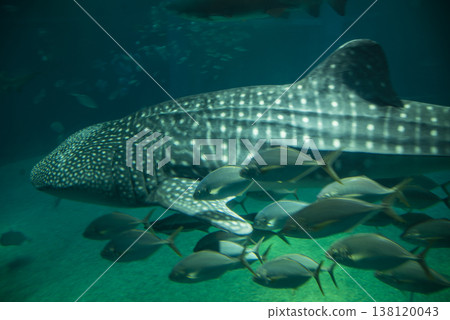 Fish swimming alongside whale sharks at the Osaka Aquarium Kaiyukan. Fish swimming alongside whale sharks at the Osaka Aquarium Kaiyukan. 138120043