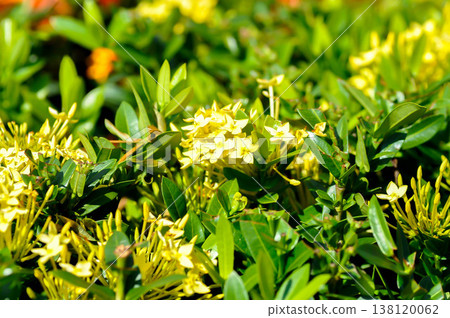 Ixora chinensis Lamk, Ixora spp or Zephyranthes or West Indian Jasmine or yellow ixora Ixora chinensis Lamk, Ixora spp or Zephyranthes or West Indian Jasmine or yellow ixora 138120062