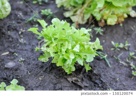 lettuce plant or green oak lettuce in the flower bed or green coral lettuce lettuce plant or green oak lettuce in the flower bed or green coral lettuce 138120074