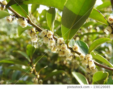 The flowers of the Hisakaki tree bloom in early spring. 138120085