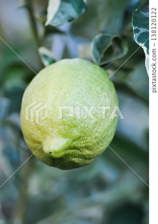 lemon tree or lemon plant , lemon on the tree lemon tree or lemon plant , lemon on the tree 138120122