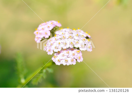 Achillea, Achillea millefolium or Achillea millefolium L or Asteraceae or Yarrow Achillea, Achillea millefolium or Achillea millefolium L or Asteraceae or Yarrow 138120126