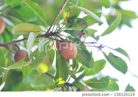 Manilkara zapota, Mimusops or Sapodilla or fruit Manilkara zapota, Mimusops or Sapodilla or fruit 138120128