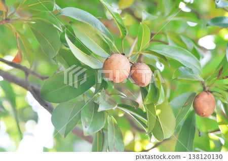 Manilkara zapota, Mimusops or Sapodilla or fruit 138120130