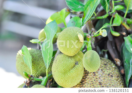Artocarpus heterophyllus Lam or MORACEAE , jackfruit tree and jackfruit seed 138120151