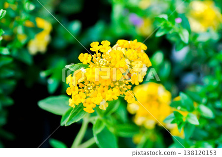 Lantana camara L, Cloth of gold or Hedge flower or Lantana or Weeping lantana or White sage or VERBENACEAE or yellow flower Lantana camara L, Cloth of gold or Hedge flower or Lantana or Weeping lantana or White sage or VERBENACEAE or yellow flower 138120153