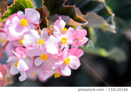 Begonia ,Begonia x semperflorens cultorum or Wax begonia Begonia ,Begonia x semperflorens cultorum or Wax begonia 138120166