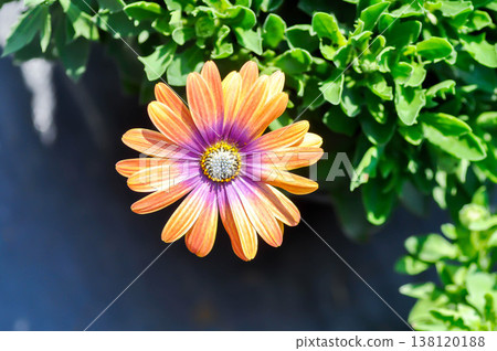 African Daisy, daisy or Osteospermum or Argyranthemum Grandaisy or Asteraceae or orange and purple flower African Daisy, daisy or Osteospermum or Argyranthemum Grandaisy or Asteraceae or orange and purple flower 138120188