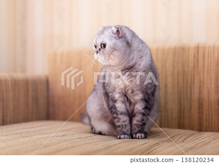 Scottish Fold Cat Lying on Beige Sofa Scottish Fold Cat Lying on Beige Sofa 138120234