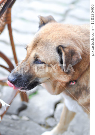 dog, brown dog or half breed dog dog, brown dog or half breed dog 138120406