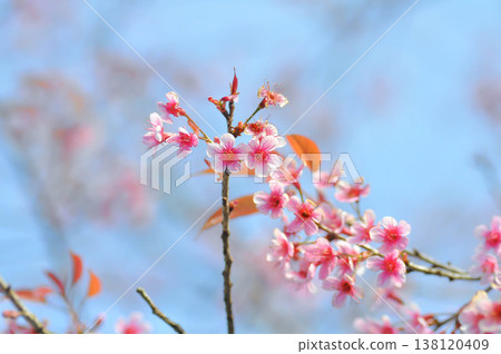 Wild Himalayan Cherry or Wild Himalayan tree or Sour cherry Wild Himalayan Cherry or Wild Himalayan tree or Sour cherry 138120409